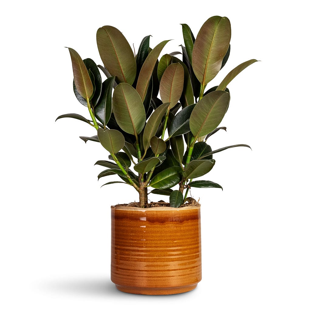 Melany rubber plant- hot live plant 3ft tall ship in 6”pot