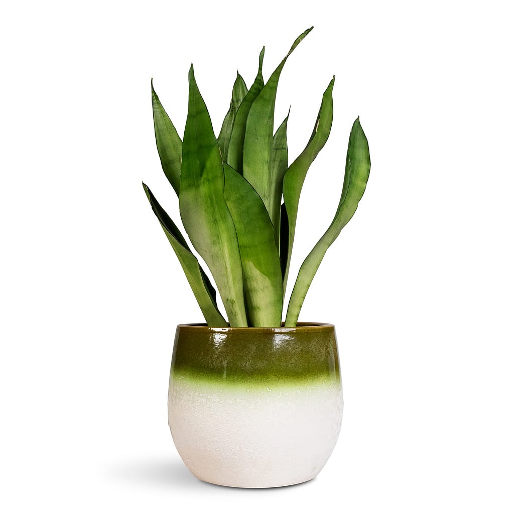 Sansevieria Moonshine Mutant (#A537)** deals | Hard to Find Snake Plant | Mutated Whitney