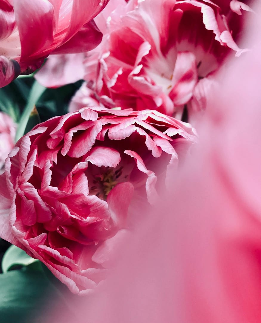 Hermetica Paris US | PEONYPOP - Eau de Parfum