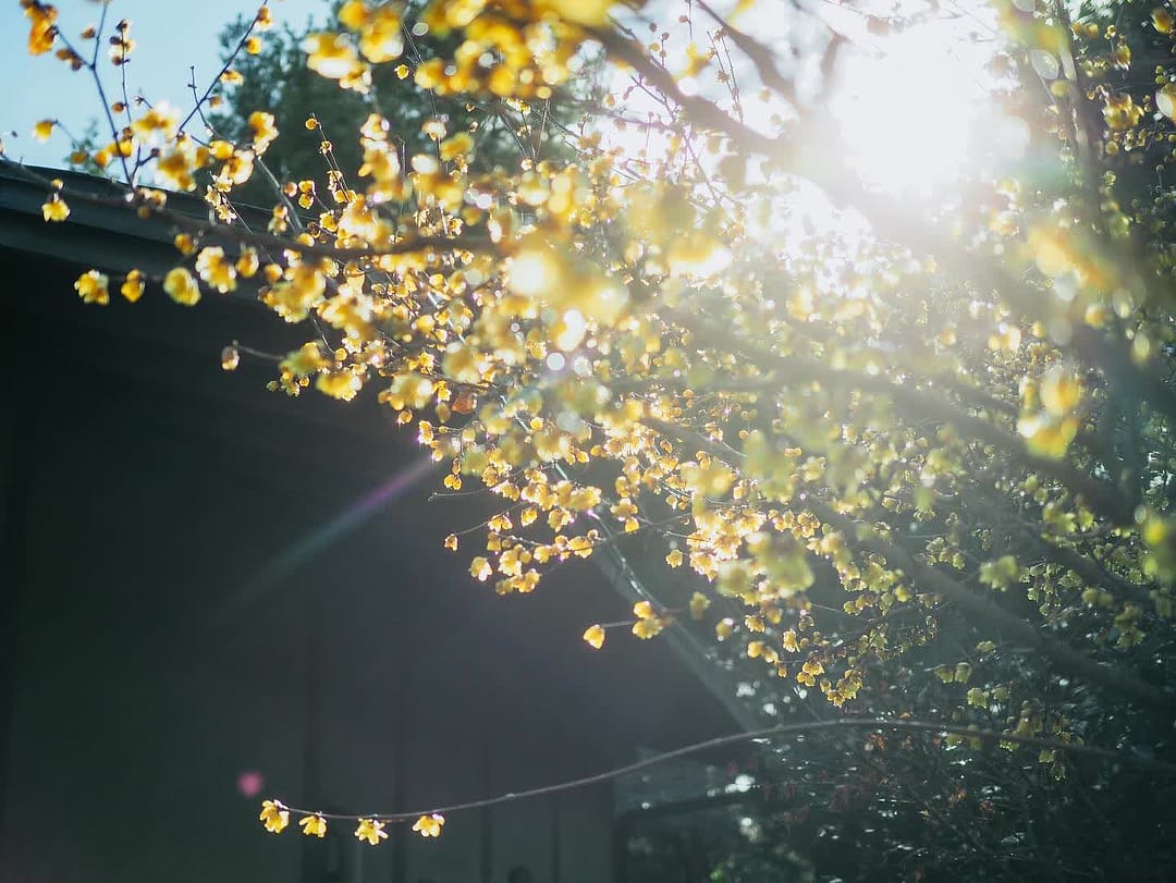 OPF 550-S【カメラレンズ用フィルター】TOKYO GRAPHER