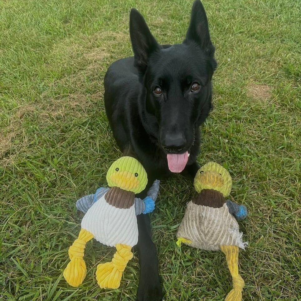 Private label dog toys hotsell